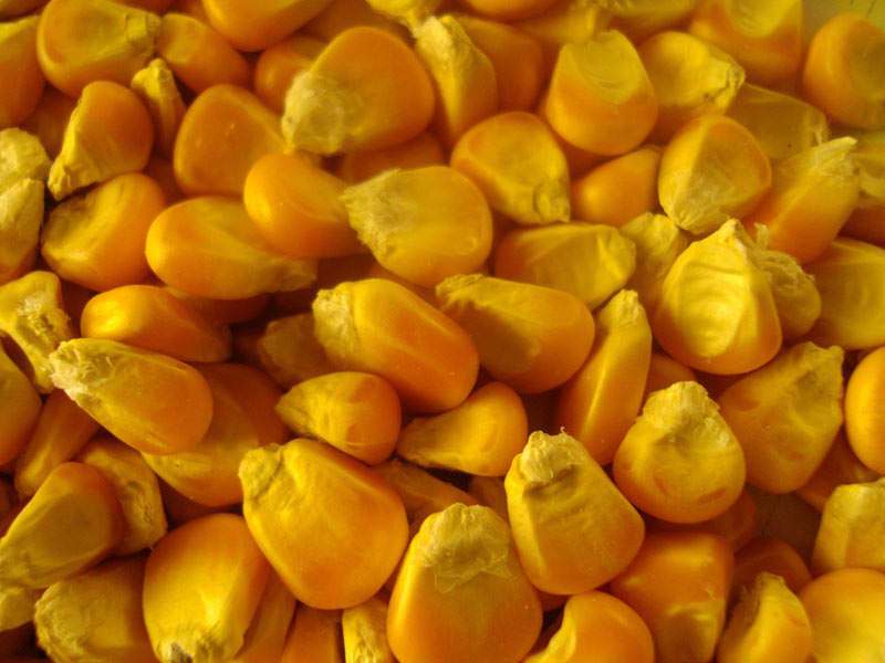 Yellow Corn (maize)
