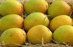 fresh alphonso mango