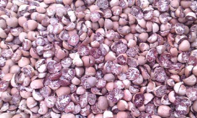 betel nuts