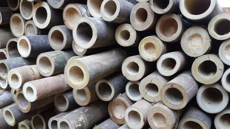 Thick Bamboo