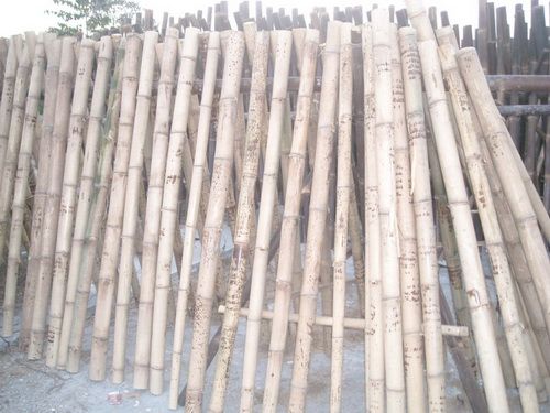 Tiger Bamboo Poles