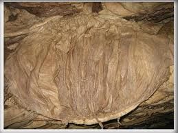 Salted Frozen Omasum