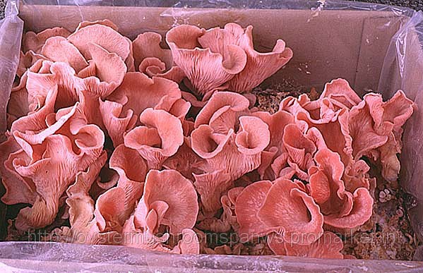 Oyster Mushroom Spawn