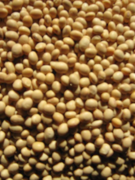 Soybean seeds