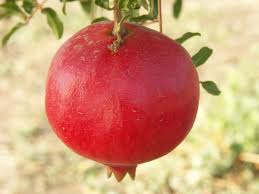 Ashtagandha Pomegranate