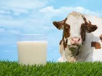 cow milk