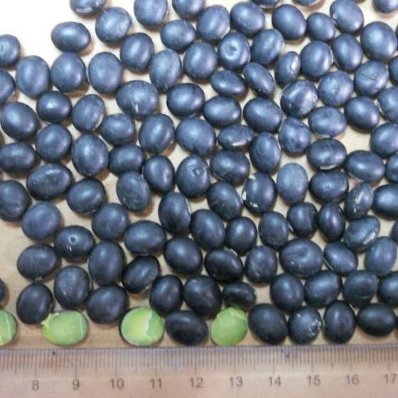 Black Soybeans Kernel