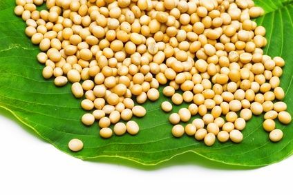 Soybean Kernels