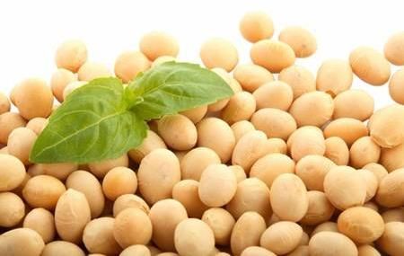 Soybeans Kernel