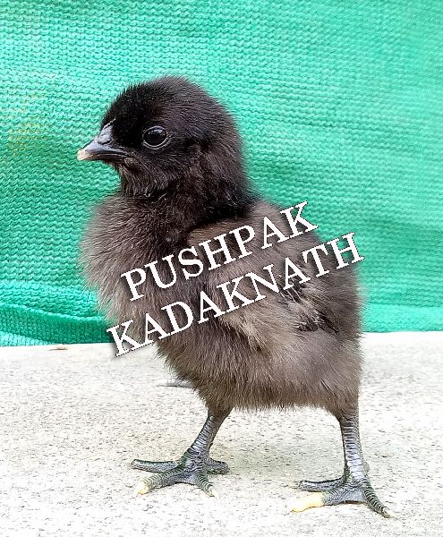 Kadaknath Original Chicks, Color : Black