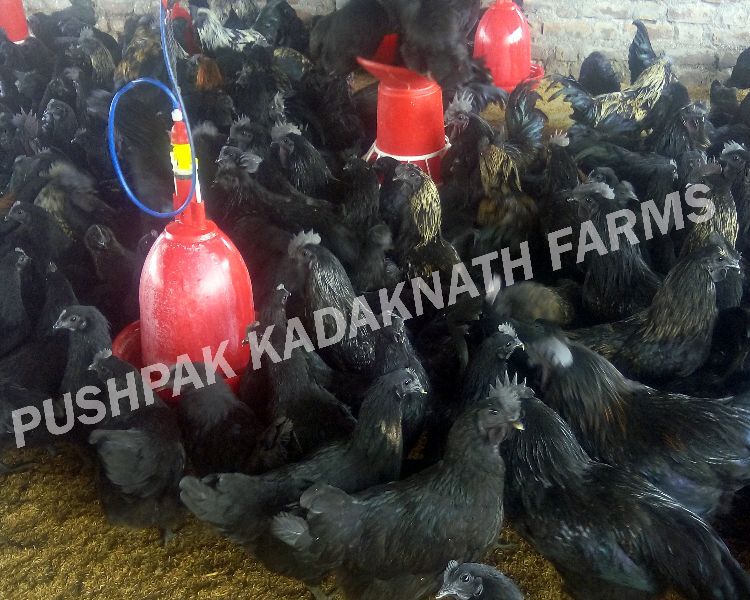 Kadaknath Parent Birds, Color : Black
