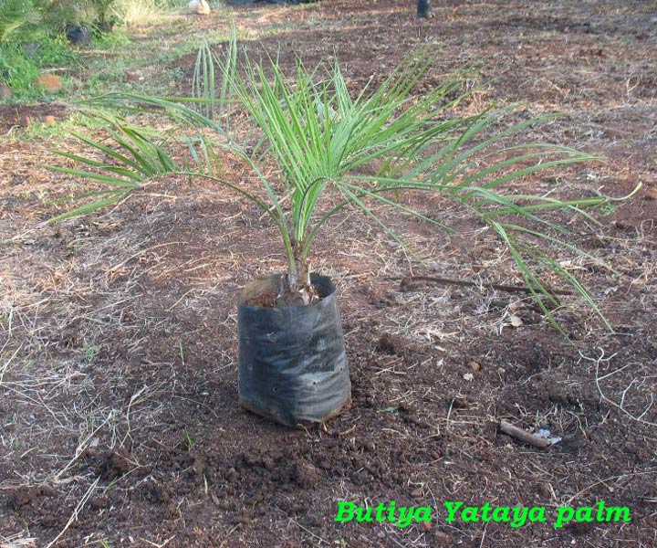 Butia Yatay Palm Plant