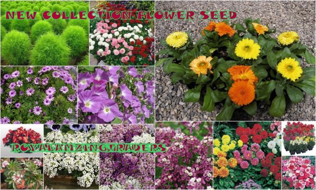 Organic Flower Seeds, for Agriculture, Gardening, Medicinal, Style : Dried
