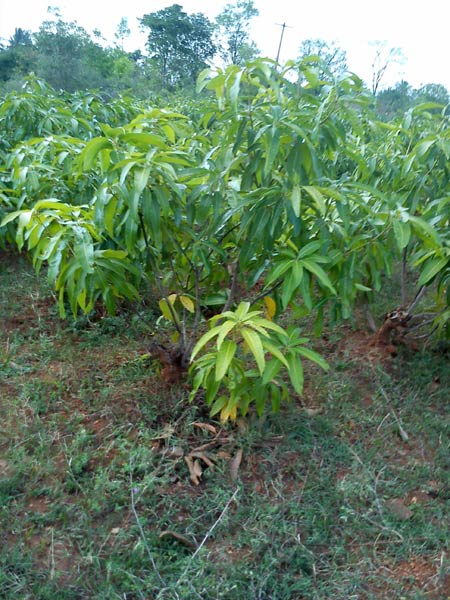 kesar mango plant
