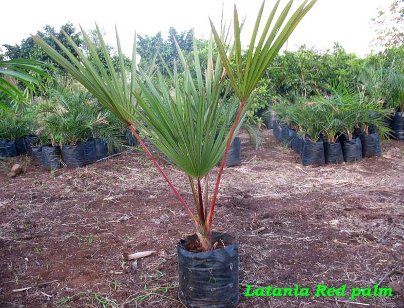 Red Palm plant