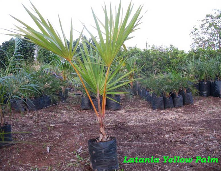 Latania Yellow Palm Plant