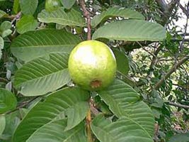 Psidium Guava Seed