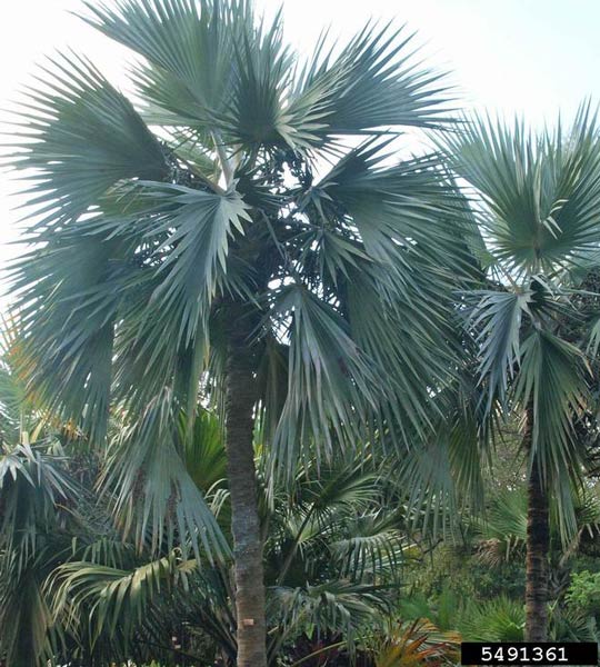 Rhapis Palm