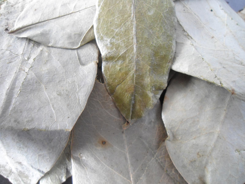 Soursop Leaf