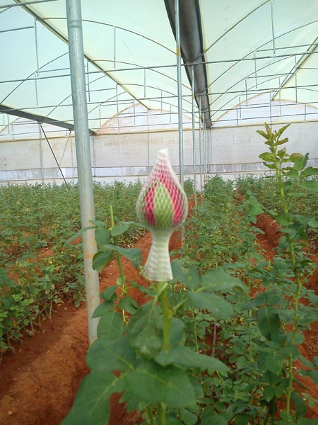 Tajmahal Rose Flower