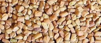 fenugreek seeds