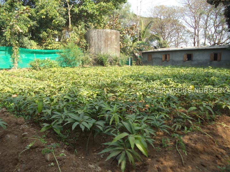Rajapuri Mango Plant
