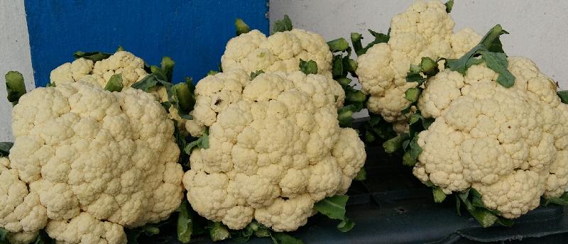 fresh cauliflower