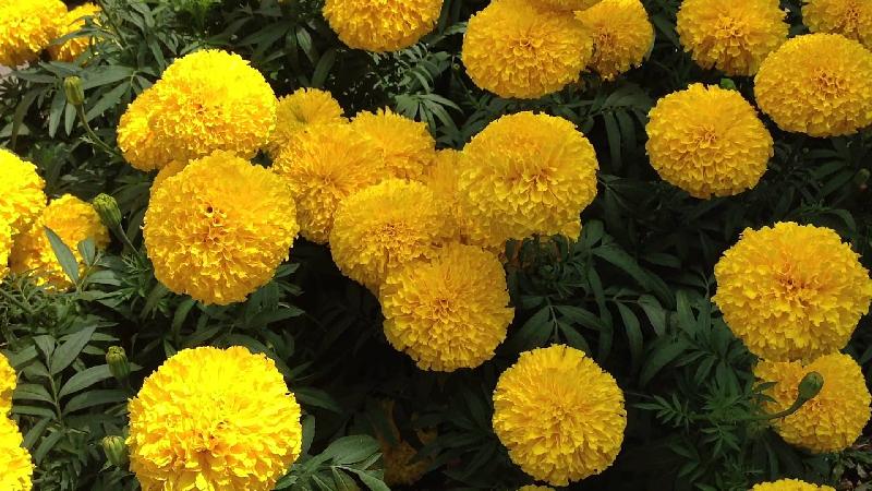 Fresh Marigold Flowers, for Decorative, Garlands, Occasion : Birthday, Party
