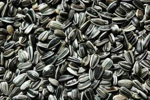 Strip Sunflower Seeds