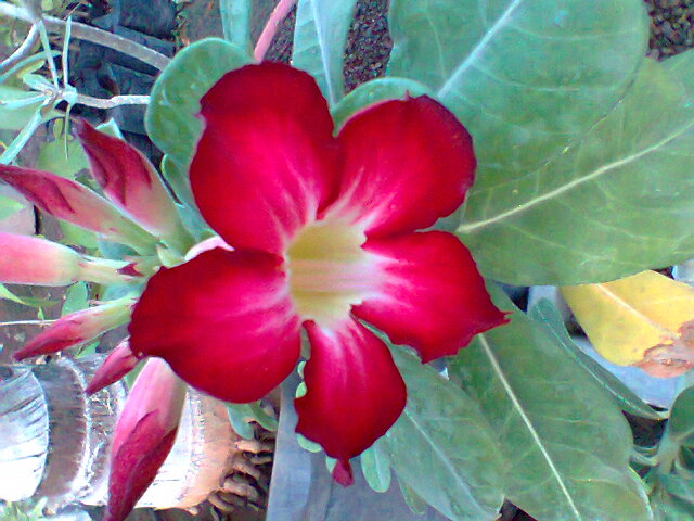 Adenium Flower