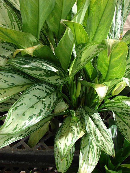 Aglaonema Plant, Indoor Plant