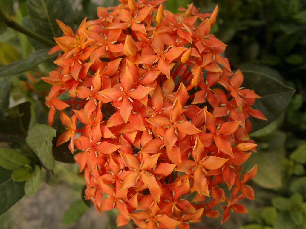 Flower Ixora Plant