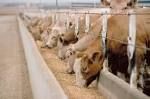 cattle feed