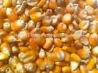 Cattle Feed, Yellow Corn