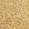 Yellow Sorghum