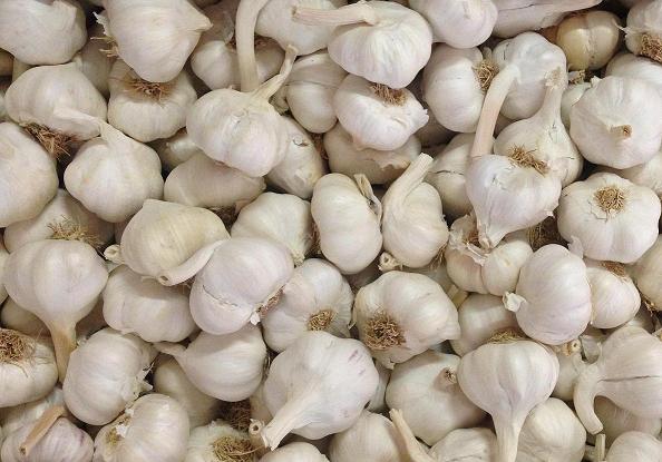Fresh garlic, Packaging Size : 20 kg, 40 kg