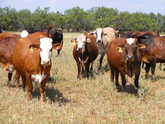 Crossbred Pairs, Charolais Sired Calves