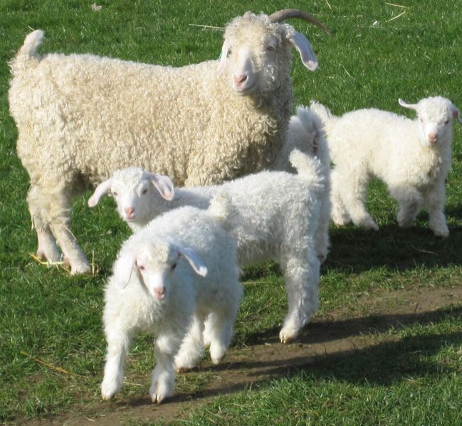 Angora Meat Goat