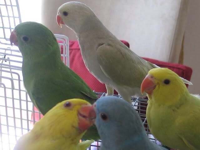 Baby Indian Ringneck Parrot Manufacturer in North Region ...