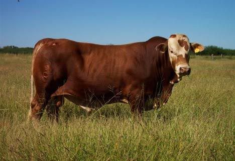 Beefmaster Bulls, Bred Heifers, Stocker Calves