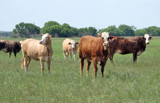 Braford Bulls, Bred Heifers