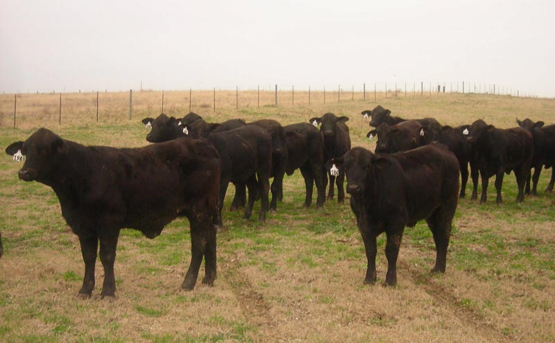 Replacement Heifers,Embryos