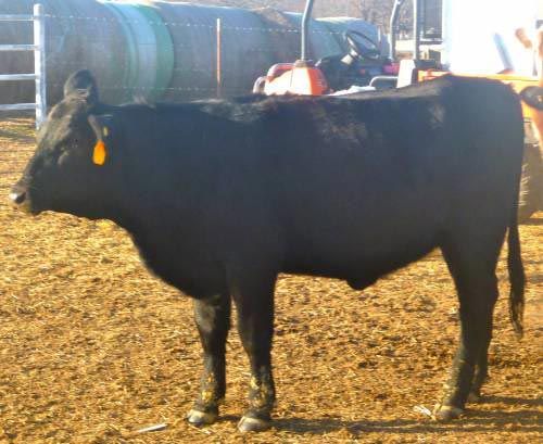 Cattle Breed, Cow Breed