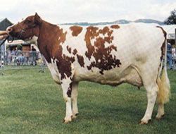 Friesian Cow