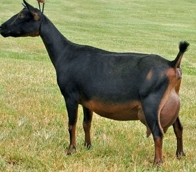 Nigerian Dwarf Dairy Goat