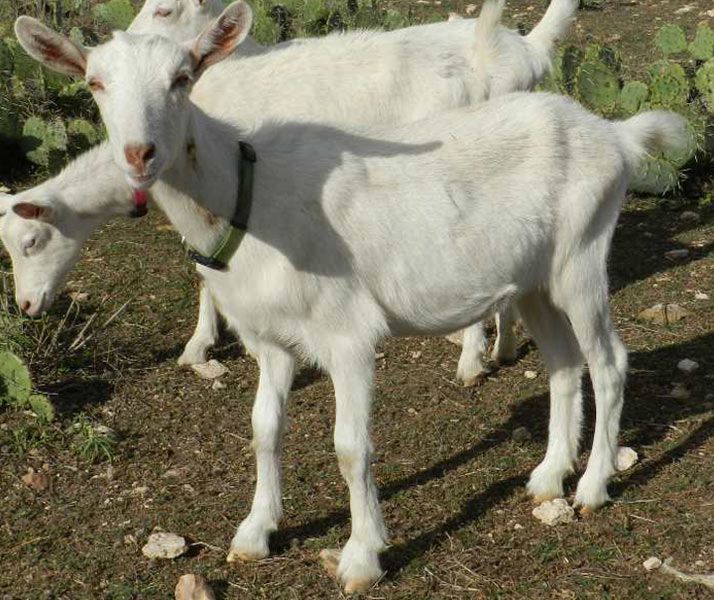Oberhasli Dairy Goat