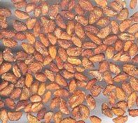 Voacanga Africana Seeds