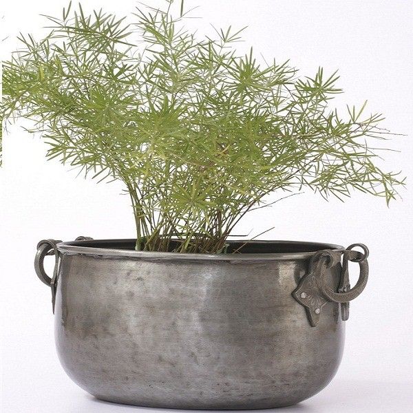 Home Decoration Plants