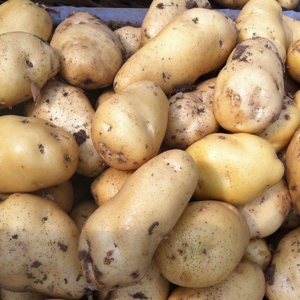 Fresh Irish Potatoes, White Potato