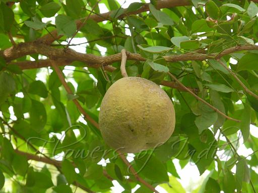 english name of bael fruit